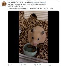 マヂラブ野田「この子のためにもM-1優勝して…」28歳になった“はむはむ”を公開