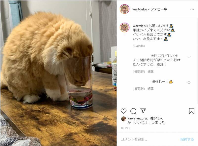 猫おもしろ画像 可愛すぎ 猫たちの奇跡の瞬間14選 21年8月2日 エキサイトニュース