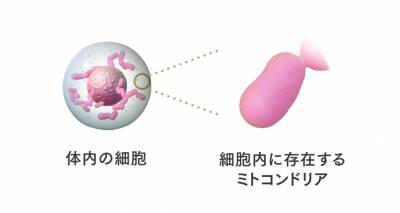 大正製薬が、細胞の若返りの鍵「マイトリガーゼ」の肌での役割を世界で初めて解明