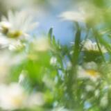 「【SHIRO】新しい香り「ホワイトマーガレット」を数量限定で発売」の画像1