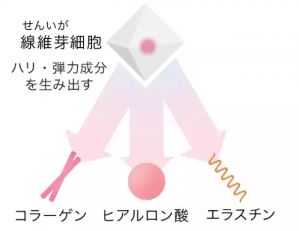 「肌の行き止まりを感じたら試したい「ローズマリー発酵エキス」」の画像