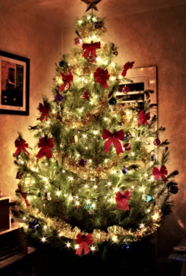 クリスマスツリーを捨てないで もみの木のレンタルサービス 12年12月13日 エキサイトニュース