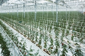 バイオマスボイラを活用してトマト栽培：「スマートアグリプラント」が稼働