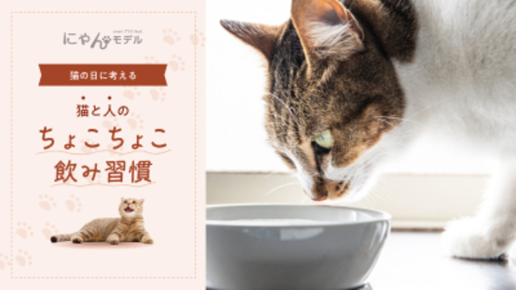 猫の日に考える「猫と人のちょこちょこ飲み習慣」～コスモウォーター×フェリシモ「猫部」コラボキャンペーン実施～