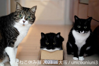 大人気イベント「ねこ休み展」1年ぶりの大阪上陸！新作展は大阪限定フォトスポット＆POP UP EVENTなど見逃せない祭典に♪ 10/26(木)～11/5(日) ルクア大阪で開催