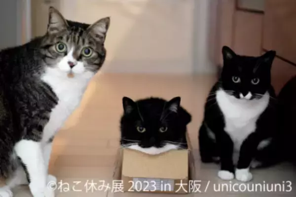 大人気イベント「ねこ休み展」1年ぶりの大阪上陸！新作展は大阪限定フォトスポット＆POP UP EVENTなど見逃せない祭典に♪ 10/26(木)～11/5(日) ルクア大阪で開催