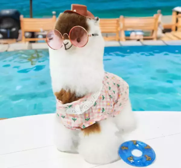 「幸せを運ぶぬいぐるみ「INJOI」が最大27％OFF！ Amazonの販売サイトにて8月1日～9月30日まで特別価格で提供」の画像