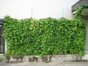 天然ヘチマカーテンのエアコンで真夏の省エネ対策、オーガニックコスメ会社「ネオナチュラル」が壁面緑化参加者を募集