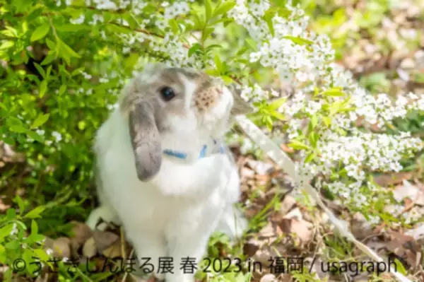 過去最大55組のクリエイターが競演する「うさぎしんぼる展 春 2023」3月18日～4月9日開催