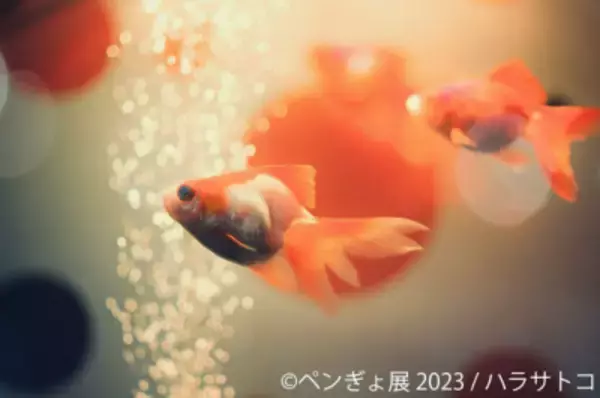 「夏にぴったり“ペンギン×金魚”癒しの納涼アートが集結「ペンぎょ展 2023」6/30(金)～開催！動画や限定グッズも登場」の画像