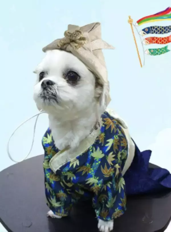 SNSでも話題沸騰中！端午の節句に向けた「袴風ペットウェア＆ペット用カブト」を販売開始