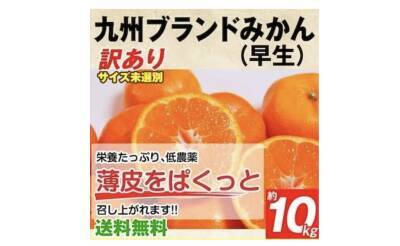 おいしくてビタミン豊富な「みかん」が旬！たっぷり届く通販で冬の味覚を堪能
