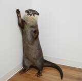「世界カワウソの日 World Otter Day2026 に「カワウソさんを知る」ワークショップの開始をお知らせします。」の画像1