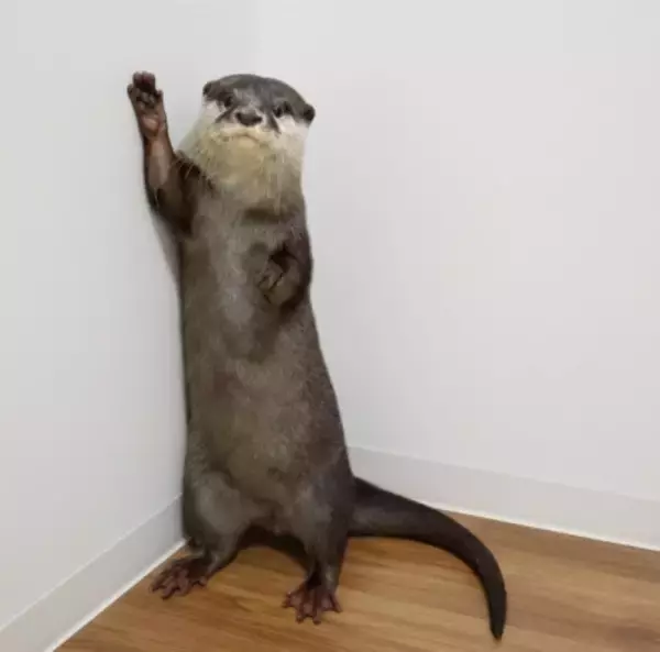 世界カワウソの日 World Otter Day2026 に「カワウソさんを知る」ワークショップの開始をお知らせします。
