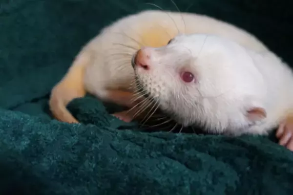 「世界カワウソの日 World Otter Day2026 に「カワウソさんを知る」ワークショップの開始をお知らせします。」の画像