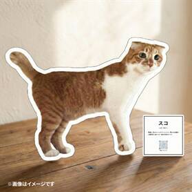 2月22日“ねこの日”を盛り上げる「ファミリ～にゃ～ト大作戦！」開催中！「かわいい」から「救う」へ、キャンペーン商品の売上の一部が地域猫活動の支援に！「ねこの日」消費動向の調査結果を公開！