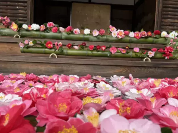 「通常非公開の尼門跡寺院　京都・霊鑑寺　～3月20日より、椿が咲き誇る庭園や書院を特別公開～」の画像