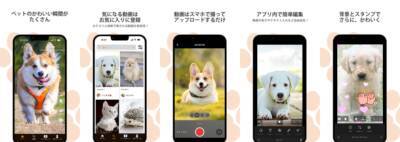 ペット専門招待制ショート動画SNSアプリ「PETS」が新登場！ 先着500名様限定で事前登録受付を12月3日 23:59まで実施