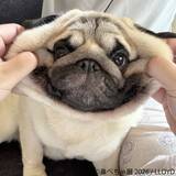 「ぶひ可愛い♪パグ・シーズーなど「鼻ぺちゃ犬」作品が名古屋に集結「鼻ぺちゃ展2026」5/2(土)～開催！会場限定グッズも多数展開」の画像1