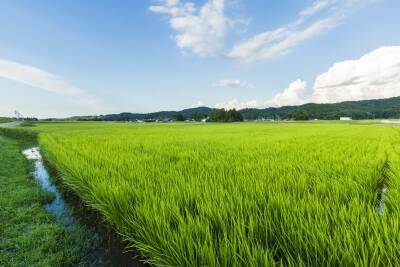 水田率日本一の富山でお米食べ比べ・田植え体験及び 宿泊プランを5月24日(金)より実施！