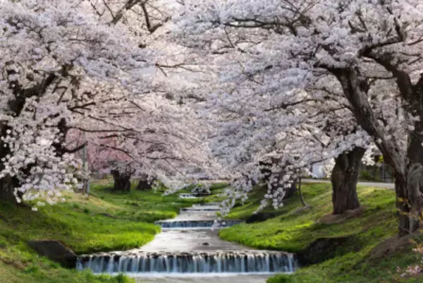 福島県猪苗代町「猪苗代桜周遊バス」4月18日運行開始！観音寺川の桜並木・亀ヶ城公園・土津神社など桜の名所を巡る