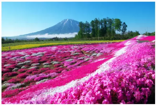 世界屈指のリゾート「ニセコ」にグランピング施設がオープン