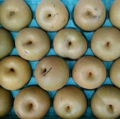 旬の果実で秋を堪能！フレッシュな「梨」と梨ジュースおすすめ6選