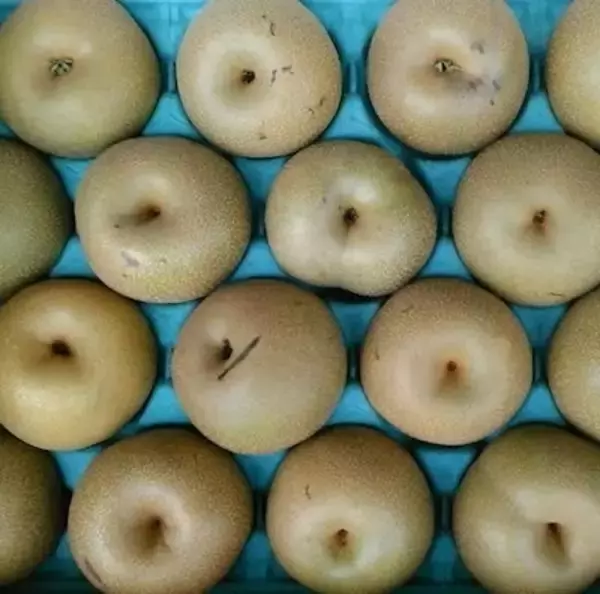 「旬の果実で秋を堪能！フレッシュな「梨」と梨ジュースおすすめ6選」の画像