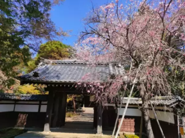 「皇女向け精進料理を日本で唯一継承　文化存続のため「三光院を守る会」発足、御所流精進料理の体験会を開催」の画像