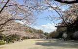 「【東京・町田市】「町田さくらまつり」をはじめ、春のうららかな季節を満喫できるイベントを開催！」の画像2