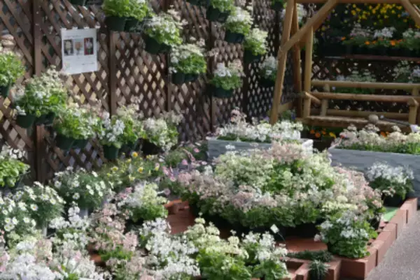 「早春の草花展を中心とした、植物園の一足早い春を楽しむ『The First Bloom ―春を先どる1万の花―』を開催 2月6日(金)～3月8日(日)」の画像