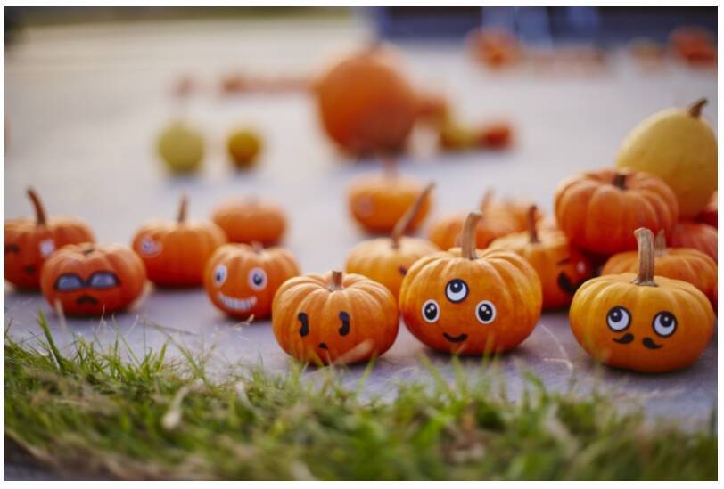 「ザ・カボチャウミベースキャンプ」に遊びに行こう