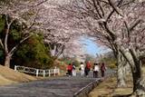 「つま恋リゾート「彩の郷の桜」早咲きの桜など自然の景色で春先取り」の画像1