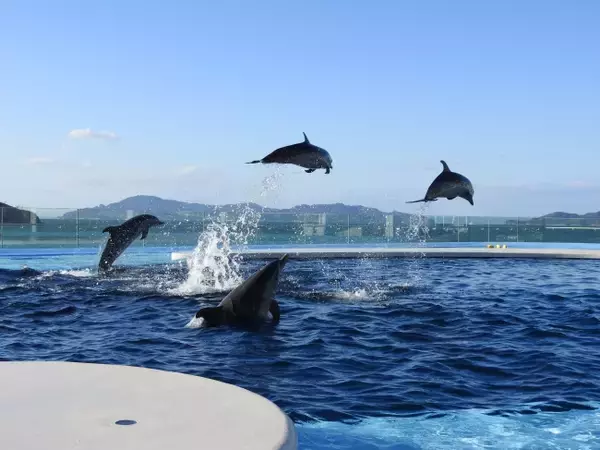 世界も注目する香川に四国最大級「四国水族館」オープン