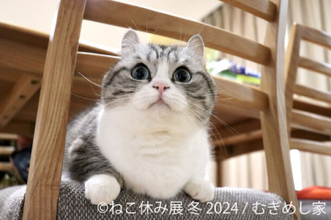 2024年“ねこまみれ”の空間で新年スタート！「ねこ休み展」冬の本祭が1/26(金)～2/25(日)東京で開催