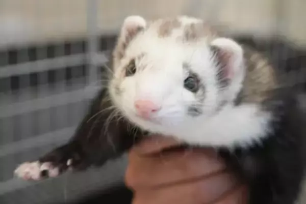 「全国でも珍しい希少動物とふれあえる「シャンパンハウス」が豊川市でオープン」の画像