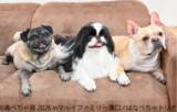 「フレブルやパグなど“鼻ぺちゃ犬”の作品・グッズが大集合！ 「鼻ぺちゃ展2026」マルイファミリー溝口で9月2日から初開催　 限定グッズや『あうんのてんぽ』作者の来場イベントも」の画像1