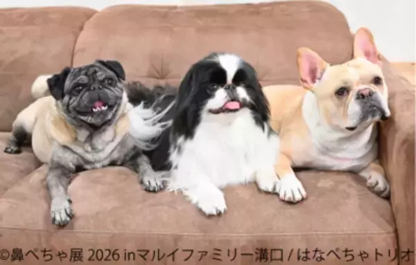 フレブルやパグなど“鼻ぺちゃ犬”の作品・グッズが大集合！ 「鼻ぺちゃ展2026」マルイファミリー溝口で9月2日から初開催　 限定グッズや『あうんのてんぽ』作者の来場イベントも