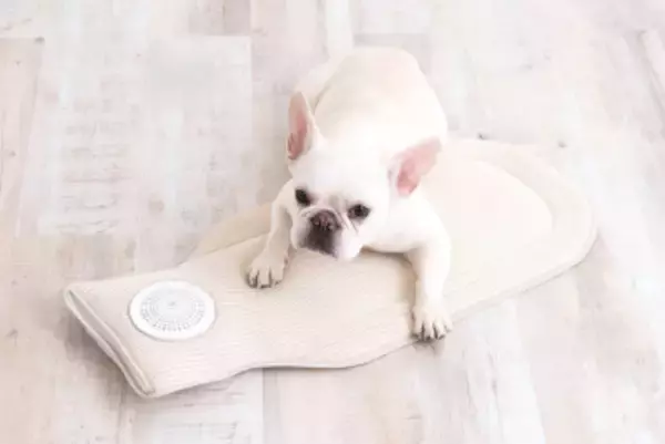 「シリーズ累計販売15,000点突破　ペットの猛暑対策「空調と出かけるシリーズ」フルラインアップ完成　インターペットで人気を集めた「空調クールマット」再入荷」の画像