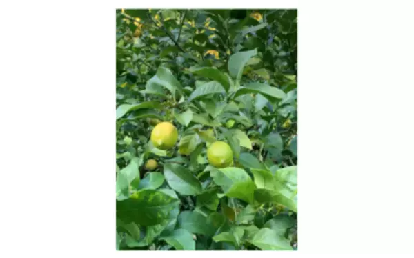 「南房総の「もったいない」規格外のレモンを使ったクラフトラガー 国分首都圏、「LEMON LAGER」を発売　 ― レモンのフレッシュさと喉越しの心地よさが特長 ―」の画像