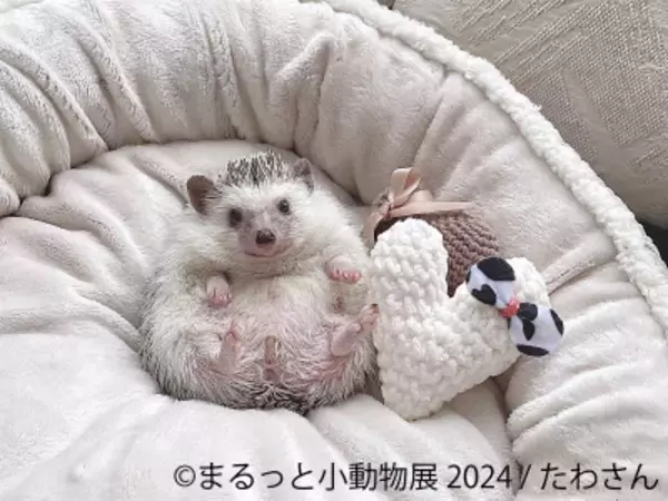 「レア種が多数登場！「カブトムシ・クワガタのふれあい世界展」 7/26～開催、かわいすぎる「まるっと小動物展 2024」も併設」の画像