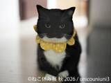 「SNSで人気の猫作品が名古屋に集結！「ねこ休み展 秋 2026」を 9/19(土)より開催！初参加の注目猫や特別POP UP EVENTも登場」の画像1
