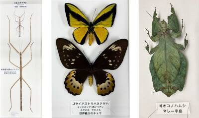 渋谷で昼から夜の昆虫観察！ 巨大虫カゴで昆虫と触れ合う体験型昆虫イベントの詳細を公開　 700体以上の昆虫が集結、夏休みの自由研究もサポート