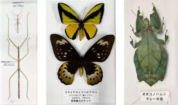 「渋谷で昼から夜の昆虫観察！ 巨大虫カゴで昆虫と触れ合う体験型昆虫イベントの詳細を公開　 700体以上の昆虫が集結、夏休みの自由研究もサポート」の画像