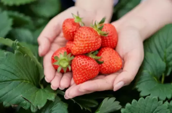 「「あすかでいちごキャンペーン」2025年1月15日より実施　 奈良県明日香村の“いちご”を満喫しよう！」の画像