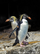 暑い夏に涼を届ける“ペンギン＆金魚”の癒やし作品が集結 「ペンぎょ展 2026」7/10(金)より東京で開催！限定グッズも登場