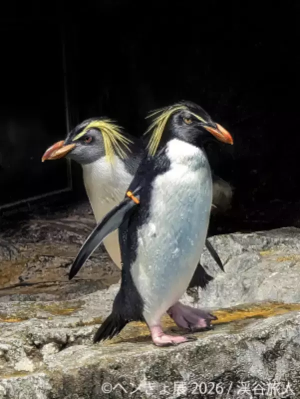 暑い夏に涼を届ける“ペンギン＆金魚”の癒やし作品が集結 「ペンぎょ展 2026」7/10(金)より東京で開催！限定グッズも登場