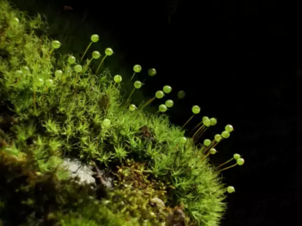 「奥入瀬渓流の魅力を東京で体感　「奥入瀬移動博物館」をモンベル御徒町店で開催」の画像