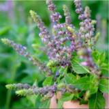 「シンプルがいいね！SHROがしっとり潤うフェイスミストを数量限定で発売」の画像1