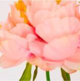 「【SHIRO】大人気の限定フレグランスシリーズ「ピオニー」を2年ぶりに発売」の画像1